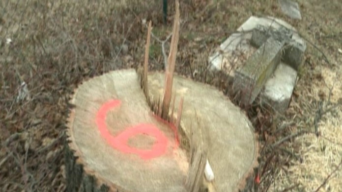 19 VO ILU Nelegalny vyrub PLAZMA.transferweb_jpg_bez_watermarku_1.jpg