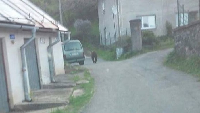 Medveď pobehuje po Kremnici