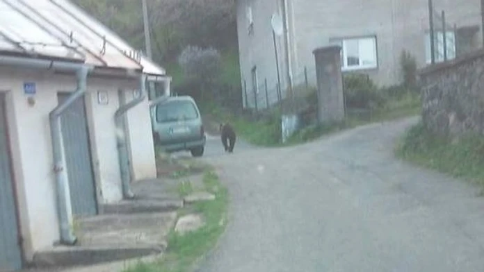 Medveď pobehuje po Kremnici