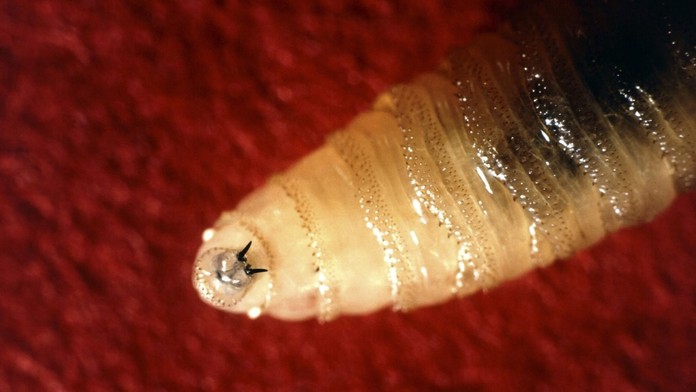 Mäsožravá skrutkovnica