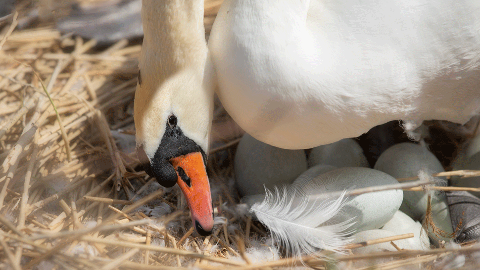 Útočník z Banskej Štiavnice.