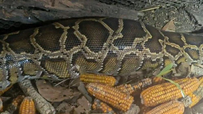 VIDEO: Šokujúci nález v tele pytóna. Zhltol zviera o veľkosti človeka