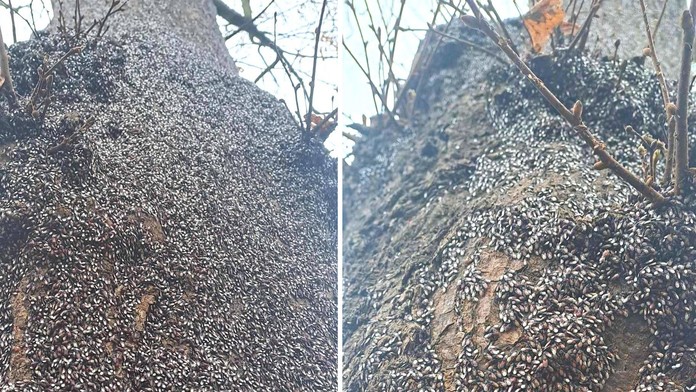 V Poľsku sa nekontrolovateľne šíri invázny druh chrobáka. Za 10 rokov „ovládol“ celú krajinu