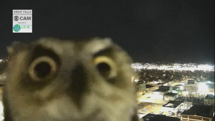 Zvedavá sova pozdravila meteorológov do kamery. Nič vtipnejšie ste dnes nevideli
