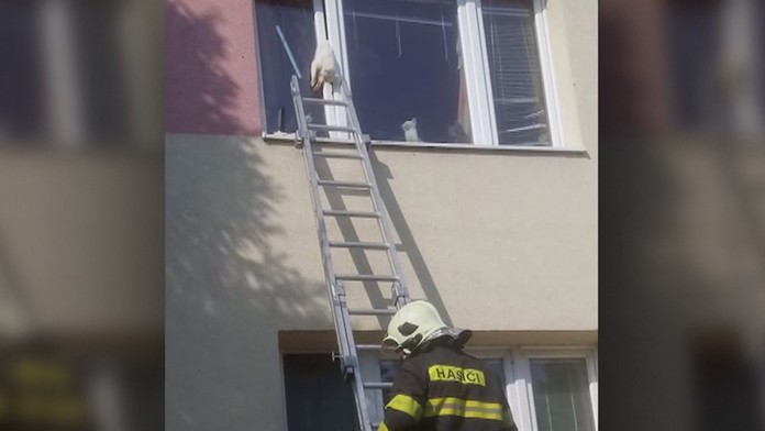 Mačka visela z okna.