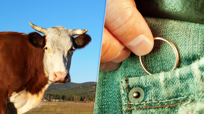 Farmár stratil obrúčku, o pár mesiacov ju našiel zamestnanec bitúnku