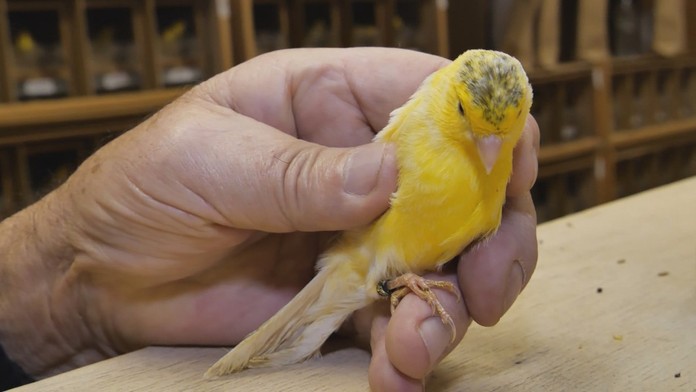 KANARIK_tvnoviny.mp4