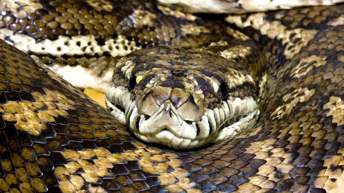 Myslela si, že si k nej priľahol jej pes, potom prišiel šok. Ženu uprostred noci zobudil obrovský pytón