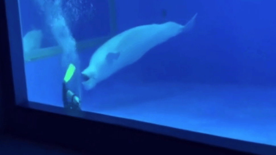 Drzé belugy sa pustili do potápača. Ukradli mu plutvy