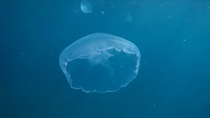 Medúzy majú radi aj naše teplé počasie.