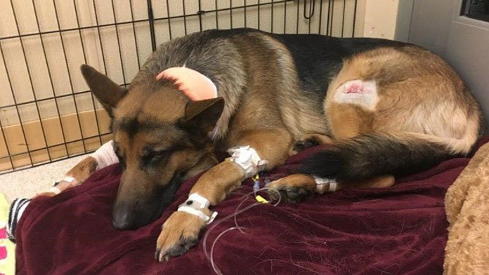 Nemecký ovčiak Rex zotavujúci sa zo zranení. 