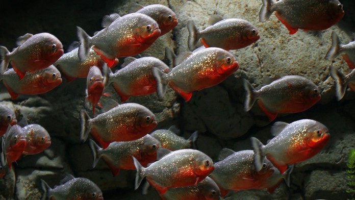 Kŕdeľ piraní (ilustračná snímka)