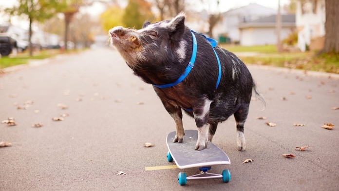 Prasiatko Norbert jazdí na skateboarde