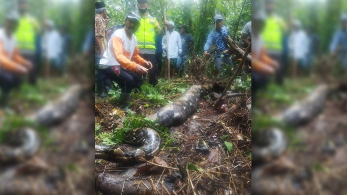 VIDEO: Hrozivý nález v Indonézii. V útrobách obrovského pytóna našli telo nezvestnej ženy
