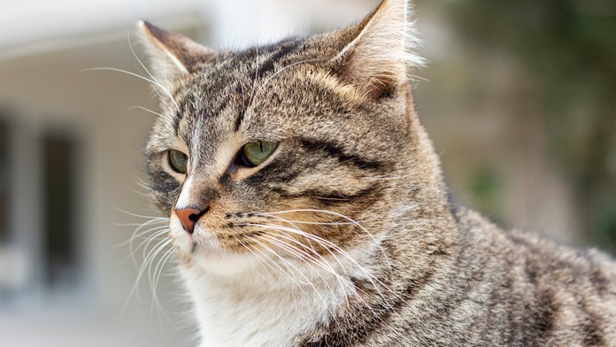 Premnoženie mačky domácej trápi Austráliu už roky. 