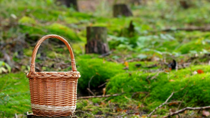 Neprekážajú im ani horúčavy. V týchto lokalitách zaručene nájdete dubáky (+ mapa výskytu)