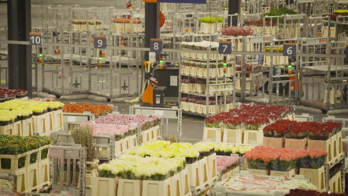 Úrady rozložili kvetinový gang. Vďaka falošným certifikátom obral štát o milióny eur