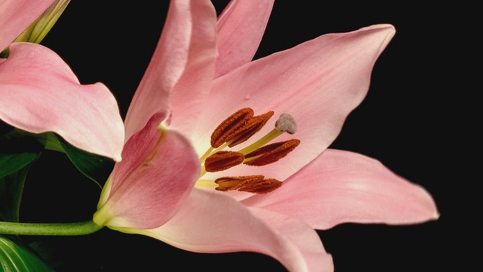 Ľalia na časozbernom videu.