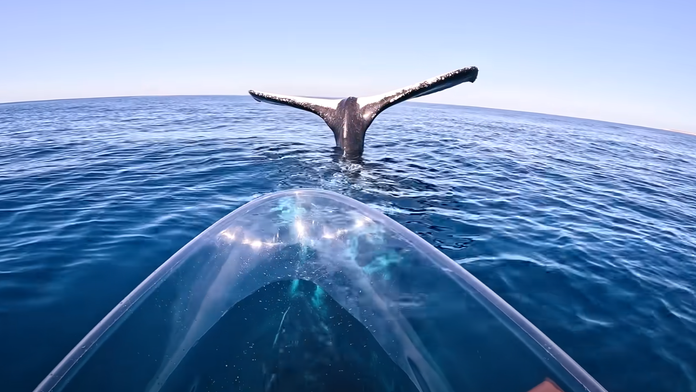 VIDEO: Unikátne zábery z oceánu. Muž nakrútil veľrybu, ktorá akoby zamrzla na mieste