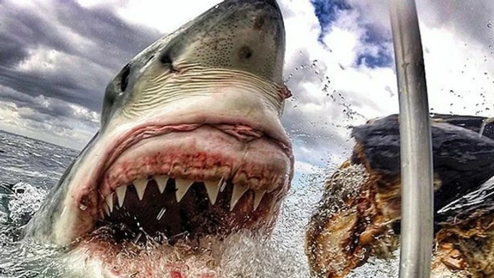 Amanda-Brewers-shark-picture.jpg