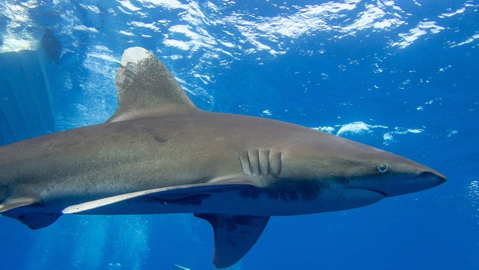 VIDEO: Talian, ktorému žralok zabil kamaráta, popísal svoj zúfalý boj s predátorom