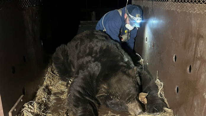 VIDEO: Evakuovaný muž sa po požiaroch v Los Angeles vrátil domov. Zistil, že sa uňho ubytoval obrovský medveď