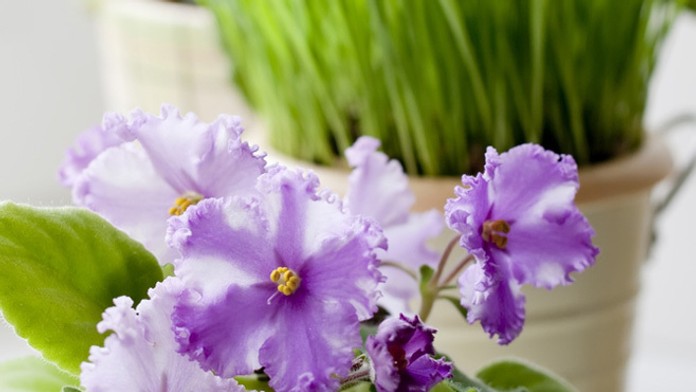 Fialka - jeden z najobľúbenejších domácich rastlín.