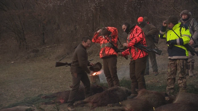 Africký mor stále ohrozuje Slovensko. Pre zredukovanie diviačej zveri sa poľovalo aj v Bratislave