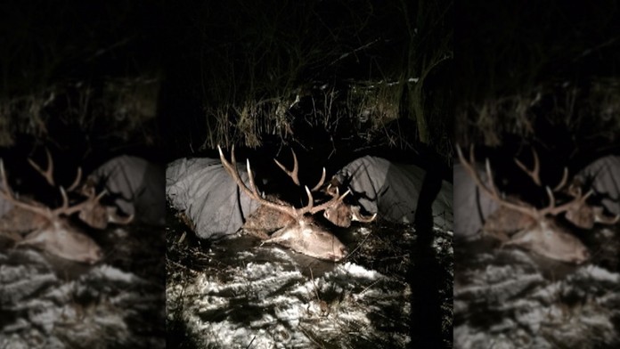 Zakliesnené jelene.