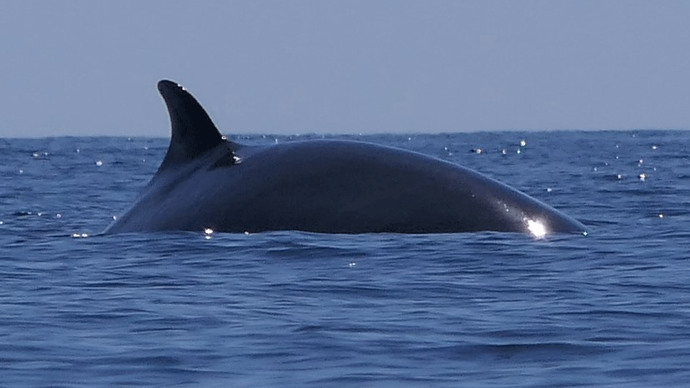 Päťročné dievčatko napodobňuje scény z kultových filmov