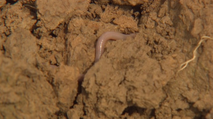 Riešenie proti povodniam a zosuvom pôdy je podľa expertov jednoduché. Dážďovky.
