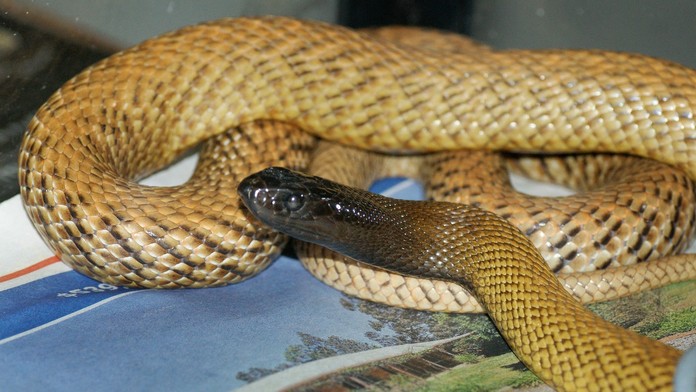 Šokujúci prípad z Česka: Muža uštipol najjedovatejší had sveta