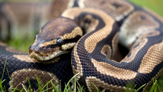 Objavili najdlhšieho voľne žijúceho hada sveta. Gigant z Indonézie láme rekordy
