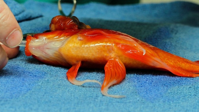 Zlatá rybka George podstúpila operáciu mozgu