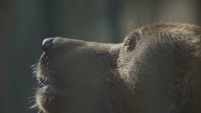 Na poľovníka z Turca zaútočila medvedica.