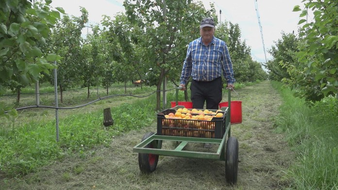 17 NZ Samozber marhul.transfer.jpg_bez_watermarku_1.jpg