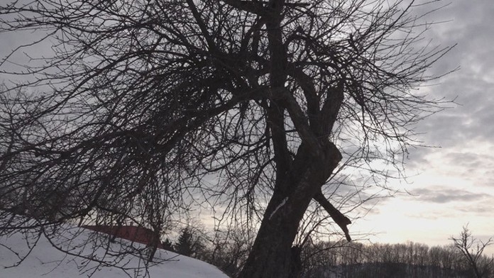 Jabloň v Zabudišovej. 