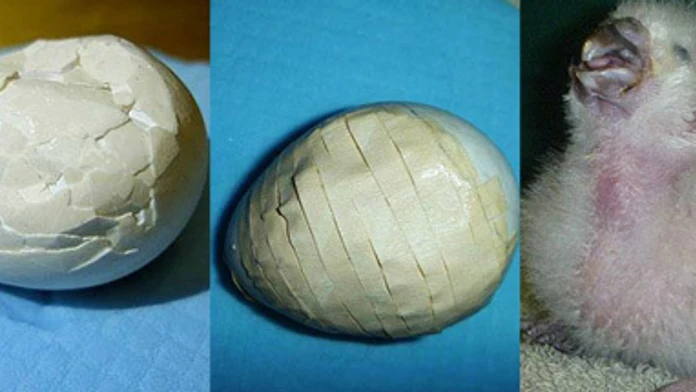 papagaj.jpg