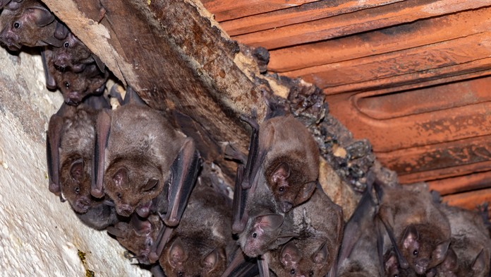 Dieťa uhryzol netopier, rodičia za lekármi nešli. Skončilo sa to tragicky