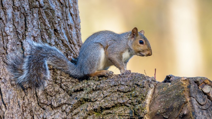 Ilustračná snímka