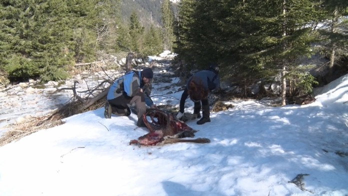 Hladní vlci úradovali. 