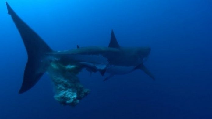 Žralok to nevydržal. 