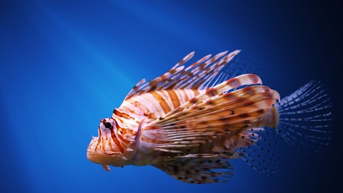 Pterois miles, perutýn diabolský, firefish 
