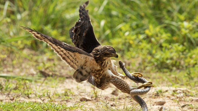 Jastrab pri lovení hada