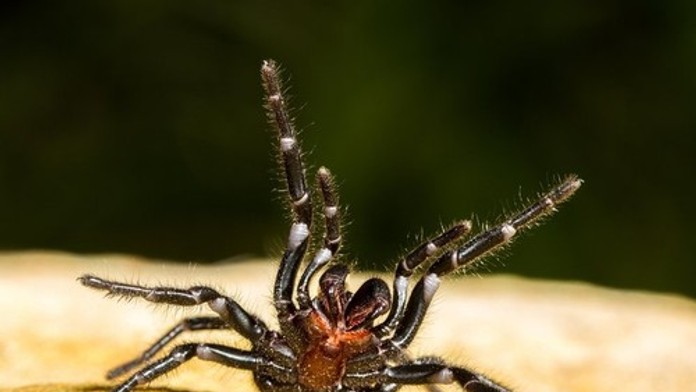 Smrteľne jedovaté, no vedia zachrániť život. Austrálčania zbierajú pavúky, majú na to dobrý dôvod