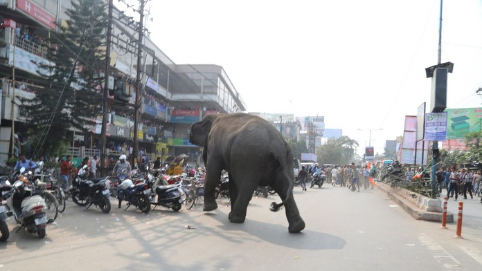 Nepolapiteľný slon zabil v Indii už 22 ľudí. Všetky pokusy o jeho uspanie sa skončili neúspechom