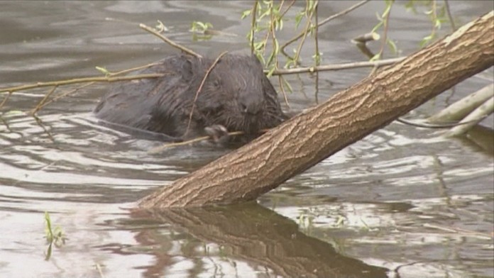 Bobor pri Počúvadle.