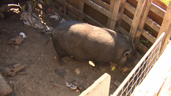Prasa chované v Petržalke.