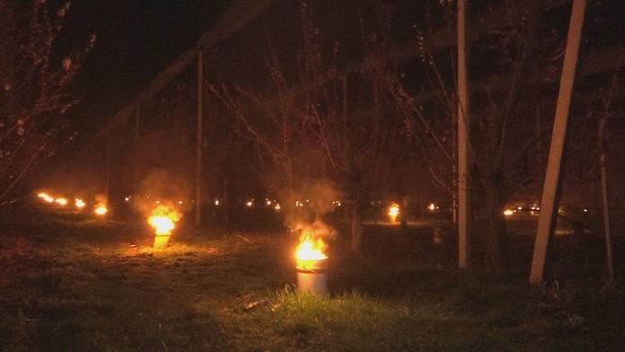 Ovocinári bojujú o úrodu. 