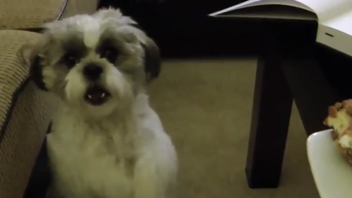 Psík prosí svojho majiteľa, aby mu dal kúsok koláča.